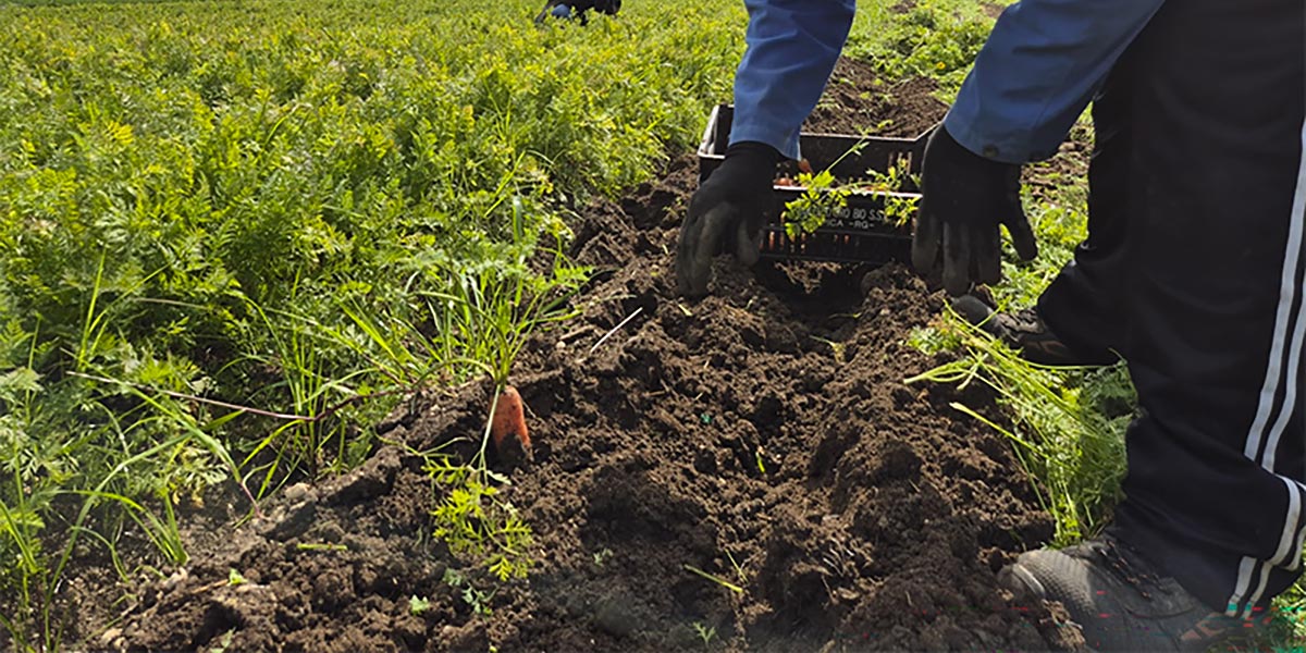 Carota Novella di Ispica IGP: buona terra non mente